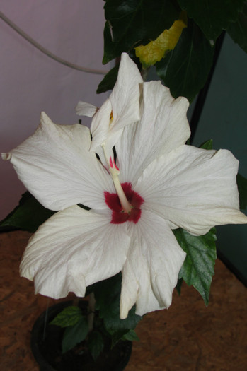 23.04.12 - B-hibiscus-2012 2