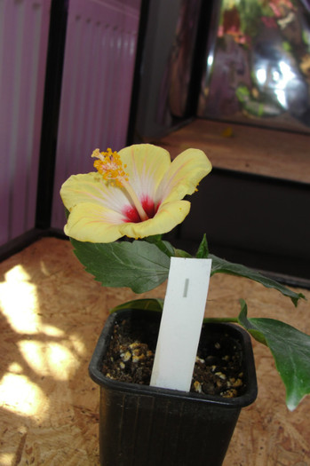  - B-hibiscus-2012 2