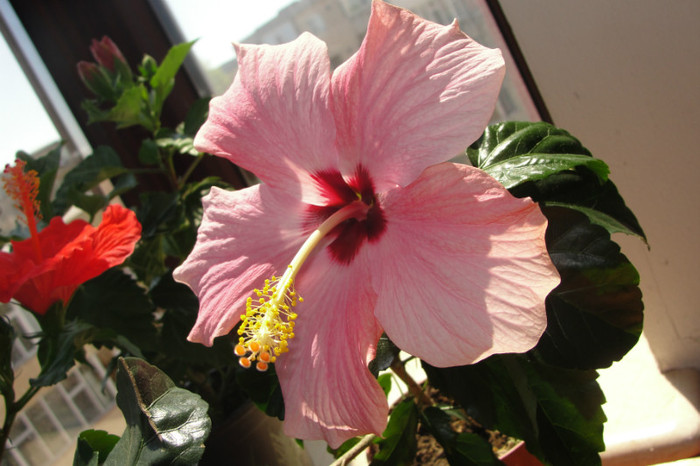 hibi roz pal simplu - B-hibiscus-2012 2