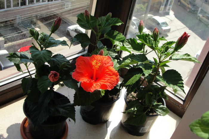 hibi sunny bordeaux - B-hibiscus-2012 2