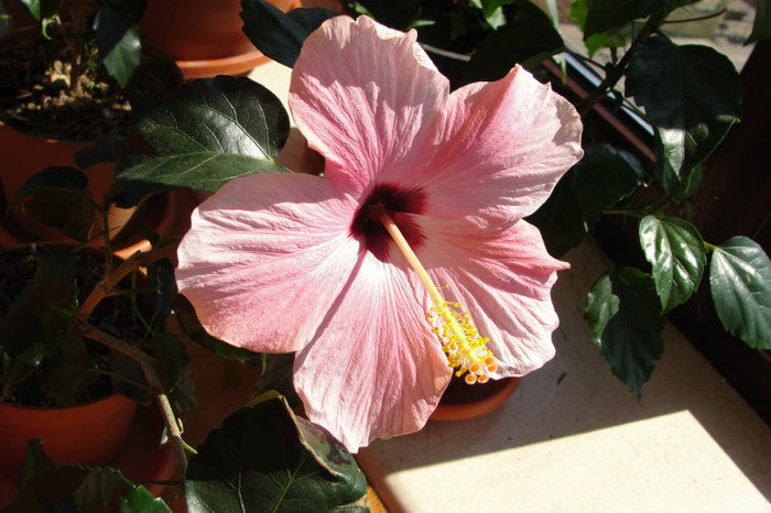  - B-hibiscus-2012 2