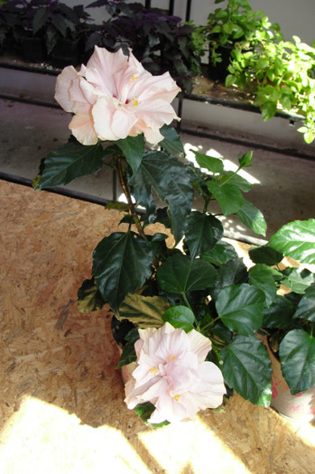 hibi roz pal batut- Baumax - B-hibiscus-2012 2
