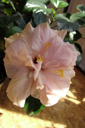 23.04.12 - B-hibiscus-2012 2