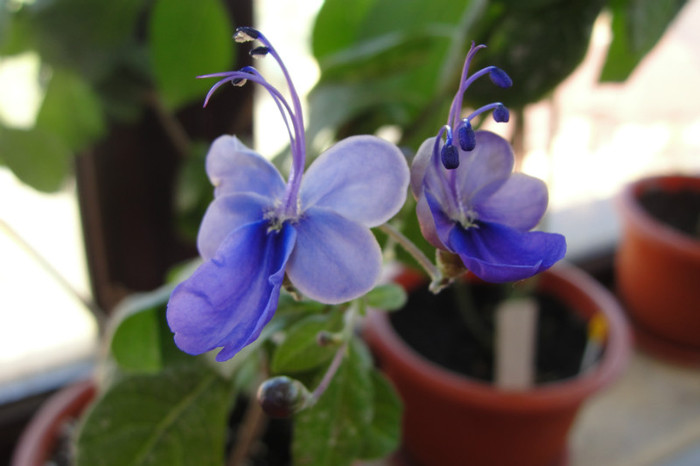  - B-clerodendroni