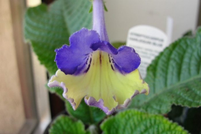 streptocarpus harlequin blue