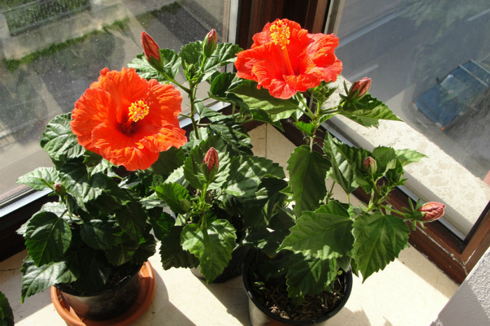 hibi sunny bordeaux - B-hibiscus-2012 2