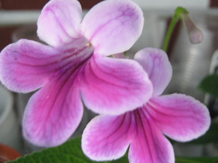  - streptocarpus Caitlin