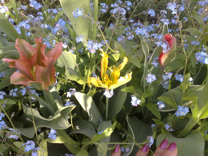 2704201223237 - Lalele