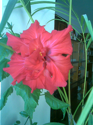 30042012 - Florile tatalui meu