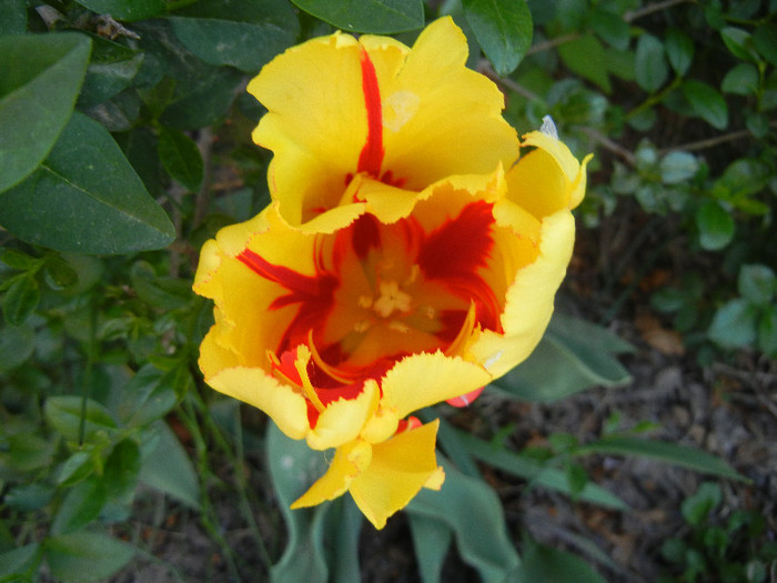 Tulipa Texas Flame (2012, April 29)
