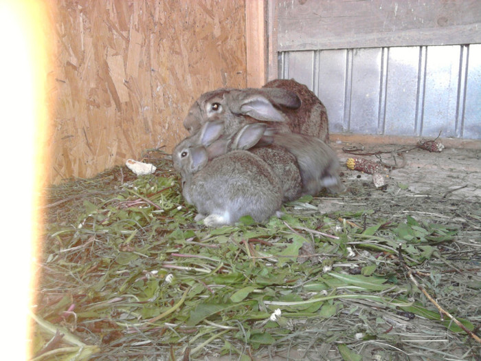 Fotografie1822 - 2-pui iepuri 2012