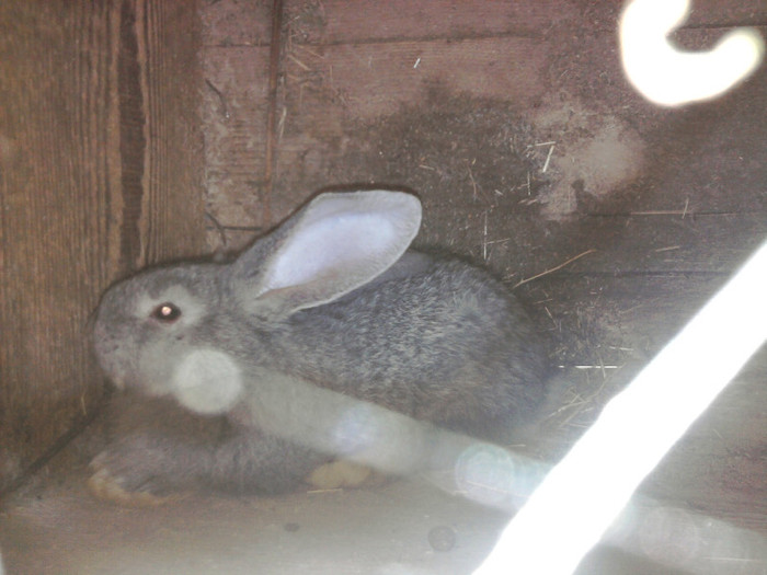 noua achizitie mascul