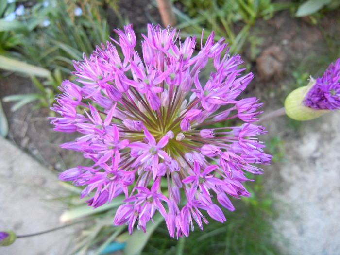 Allium Purple Sensation (2012, April 28) - Allium aflatunense Purple