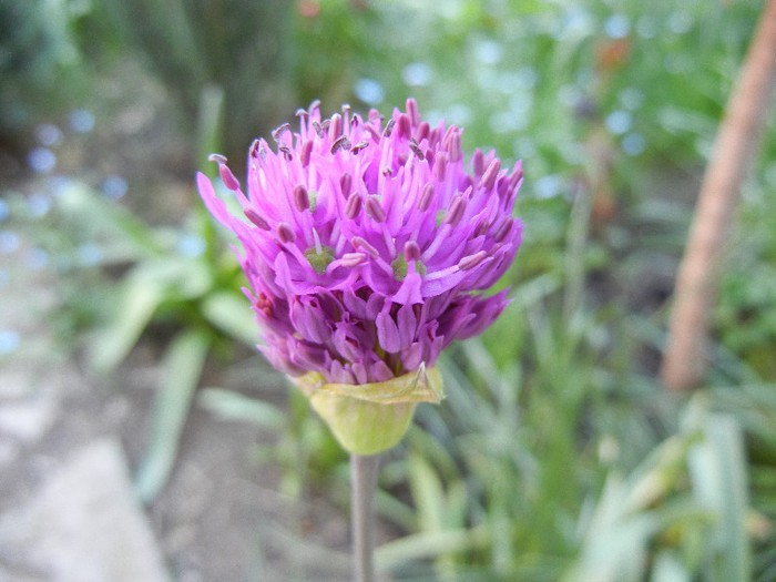 Allium Purple Sensation (2012, April 29) - Allium aflatunense Purple