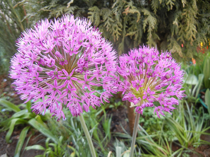 Allium Purple Sensation (2012, April 29) - Allium aflatunense Purple