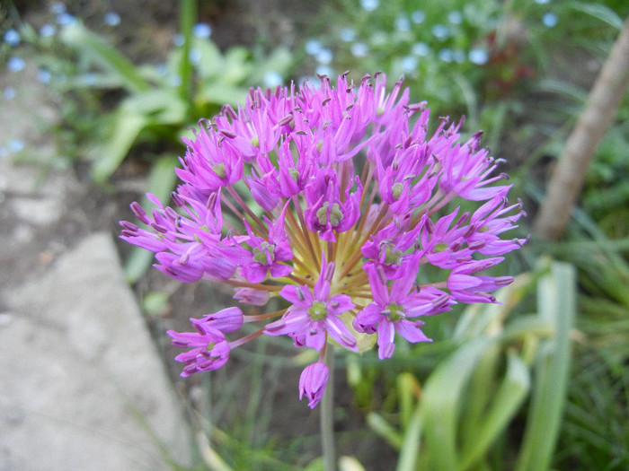 Allium Purple Sensation (2012, April 30) - Allium aflatunense Purple