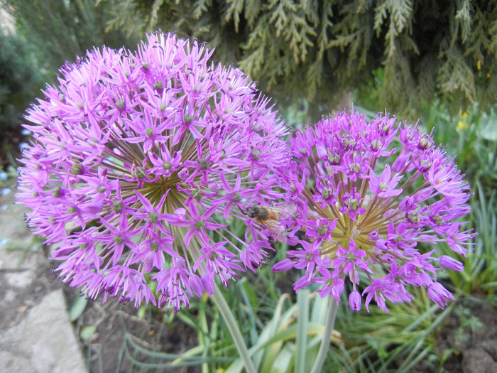 Allium Purple Sensation (2012, April 30) - Allium aflatunense Purple