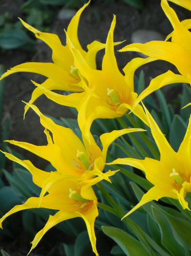 Tulipa Cistula (2012, April 28)