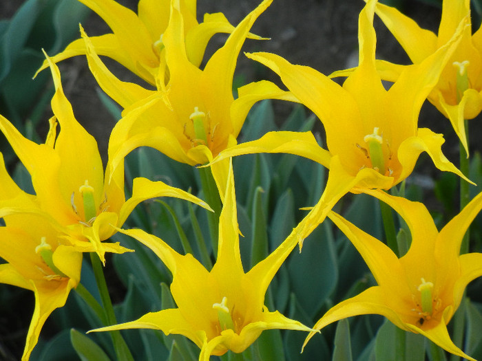 Tulipa Cistula (2012, April 28) - Tulipa Cistula