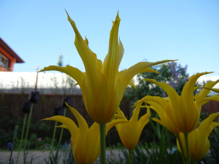 Tulipa Cistula (2012, April 29)