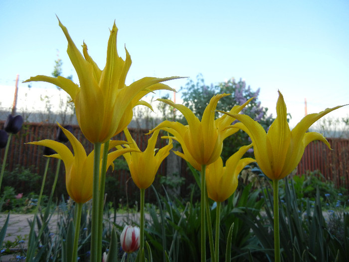 Tulipa Cistula (2012, April 29) - Tulipa Cistula