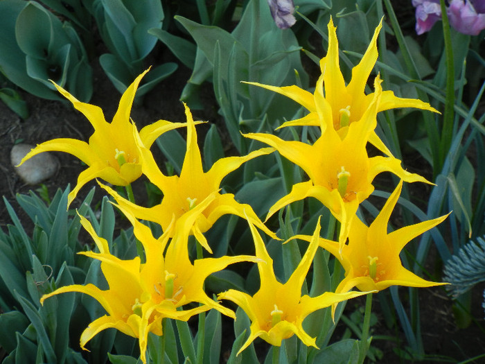 Tulipa Cistula (2012, April 29) - Tulipa Cistula