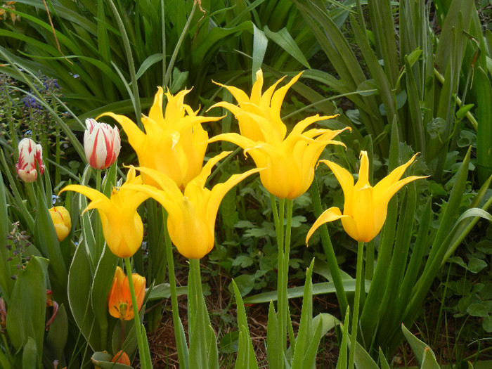 Tulipa Cistula (2012, April 29) - Tulipa Cistula