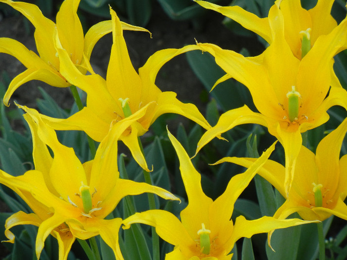 Tulipa Cistula (2012, April 30) - Tulipa Cistula