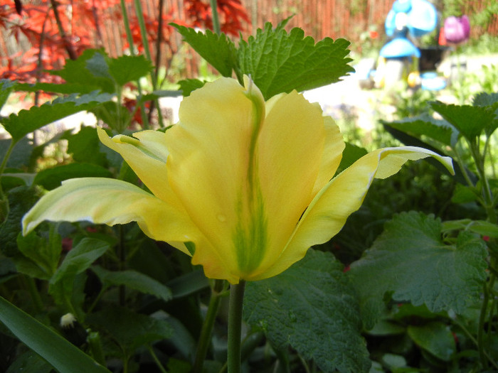 Tulipa Golden Artist (2012, April 27)