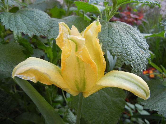 Tulipa Golden Artist (2012, April 29)