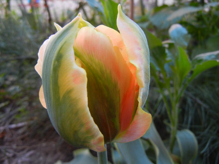 Tulipa Green River (2012, April 28) - Tulipa Green River