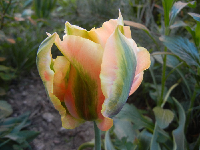 Tulipa Green River (2012, April 29) - Tulipa Green River