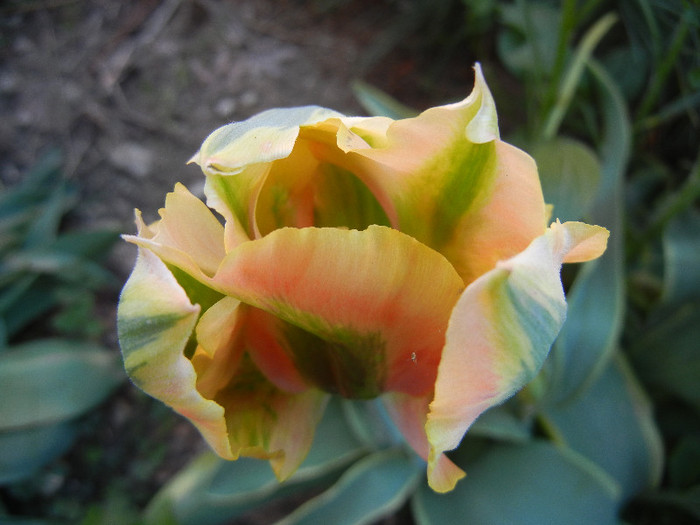 Tulipa Green River (2012, April 29)