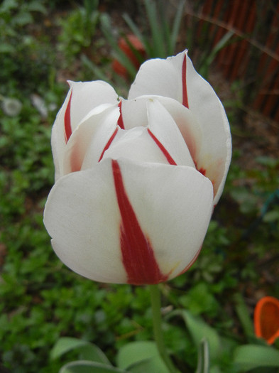 Tulipa Happy Generation (2012, April 26)