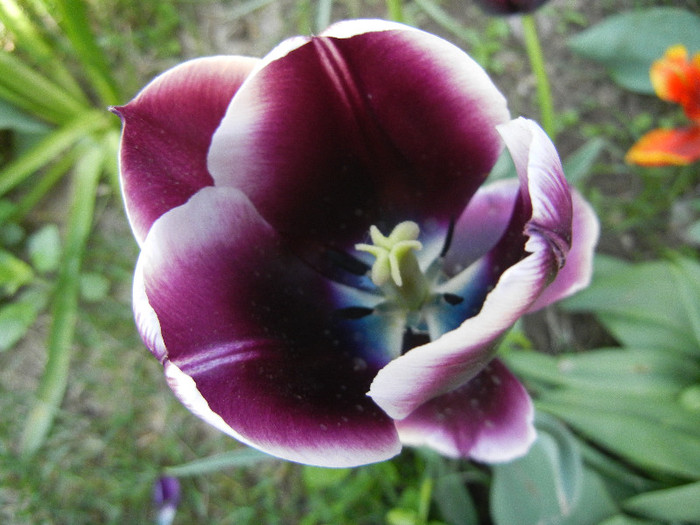 Tulipa Jackpot (2012, April 27)