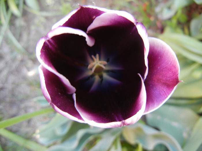 Tulipa Jackpot (2012, April 29) - Tulipa Jackpot