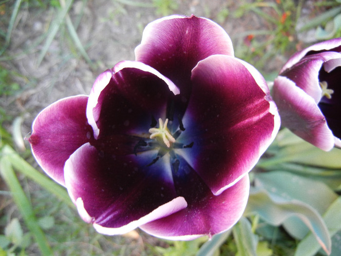 Tulipa Jackpot (2012, April 29)