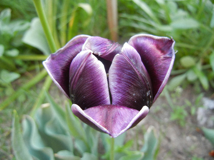 Tulipa Jackpot (2012, April 29) - Tulipa Jackpot