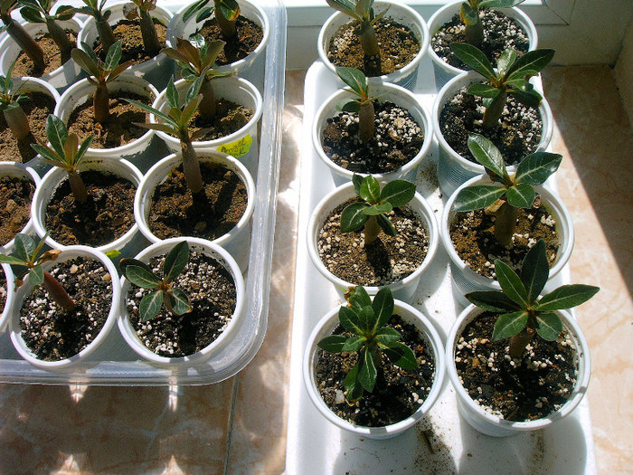 IMAG0002 - Frumuseti din seminte