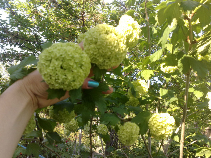 29042012 - Viburnum sau Calin