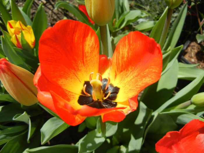 Tulipa Orange Bowl (2012, April 22)