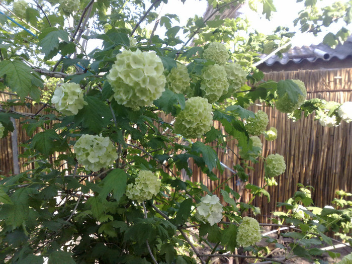 29042012 - Viburnum sau Calin