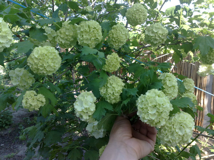 29042012 - Viburnum sau Calin