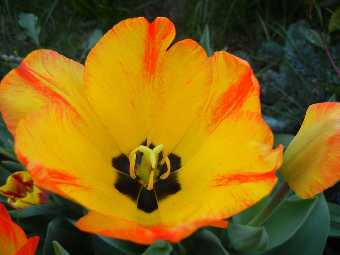 Tulipa Orange Bowl (2012, April 23)