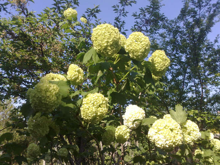 29042012 - Viburnum sau Calin