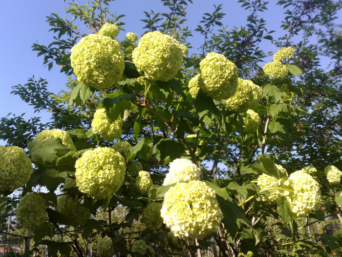 29042012 - Viburnum sau Calin