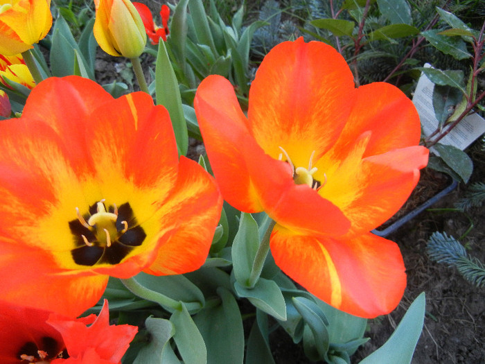 Tulipa Orange Bowl (2012, April 23)