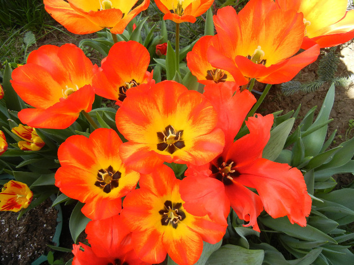 Tulipa Orange Bowl (2012, April 25) - Tulipa Orange Bowl