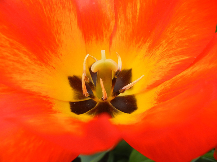 Tulipa Orange Bowl (2012, April 25) - Tulipa Orange Bowl