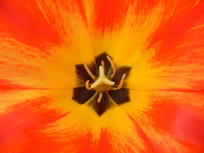 Tulipa Orange Bowl (2012, April 25)